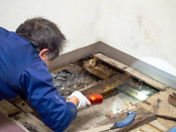 Best Attic Mold Remediation in Arkoma, OK