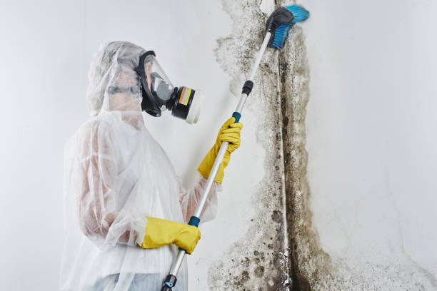 Best Attic Mold Remediation in Arkoma, OK