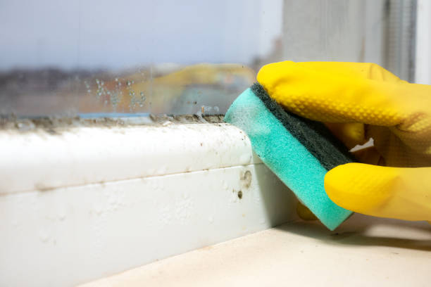 Best Basement Mold Remediation in Arkoma, OK