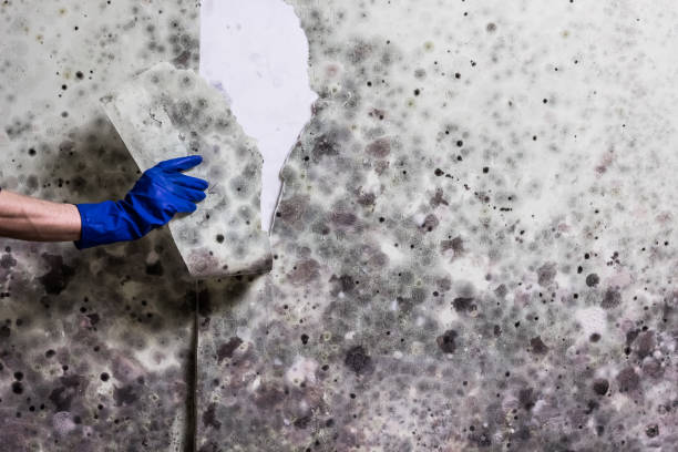 Best Preventive Mold Services in Arkoma, OK