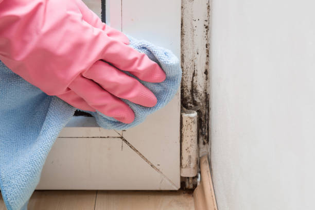 Best Localized Mold Remediation (e.g., coastal areas, humid climates) in Arkoma, OK