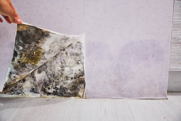 Best Bathroom Mold Remediation in Arkoma, OK